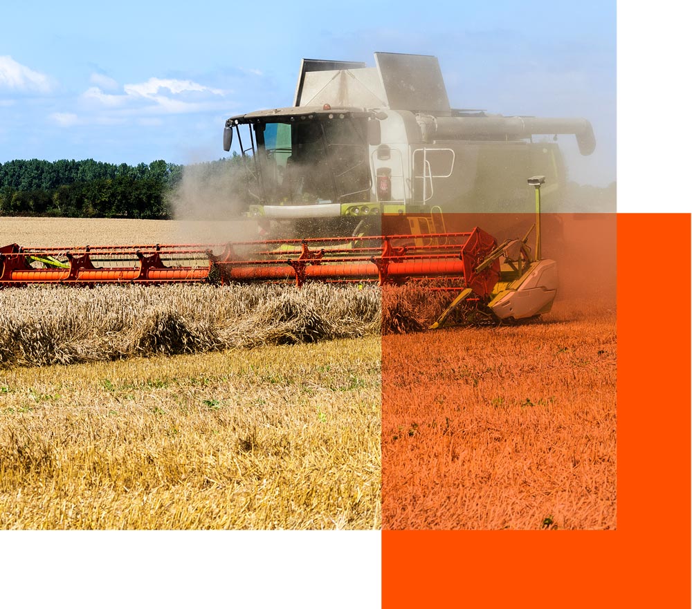 Grain thrower at work in the field.